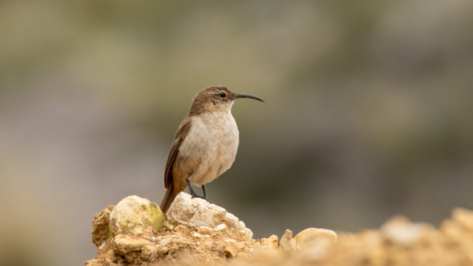 Buff-breasted Earthcreeper
