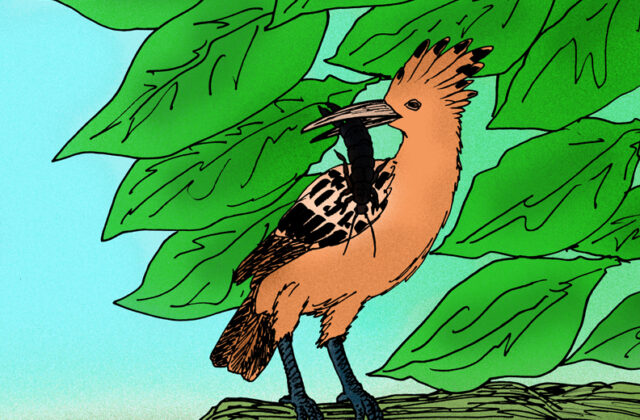 St. Helena Hoopoe