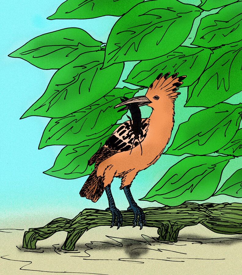 St. Helena Hoopoe