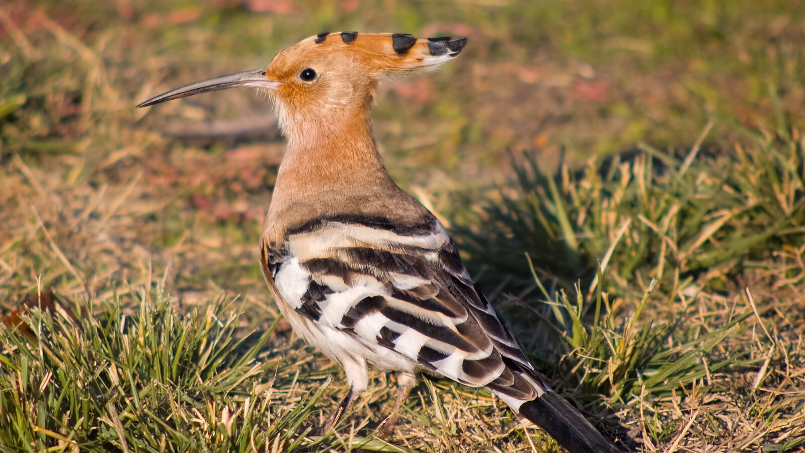 Common Hoopoe