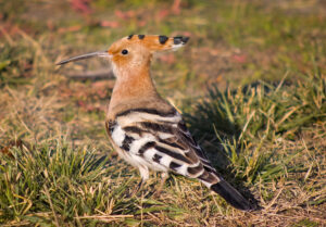 Common Hoopoe