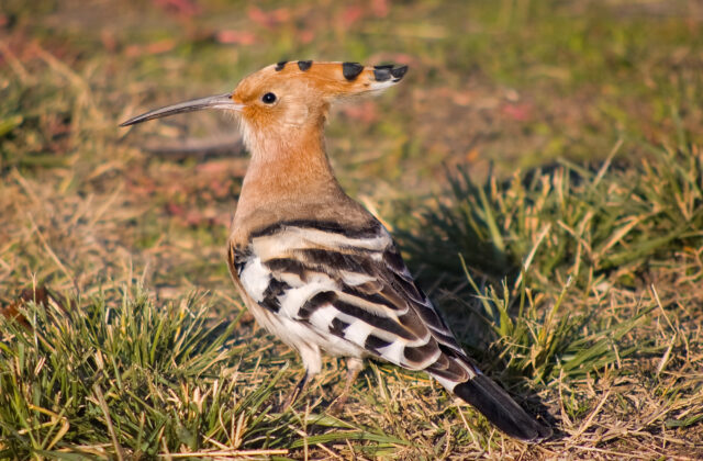 Common Hoopoe