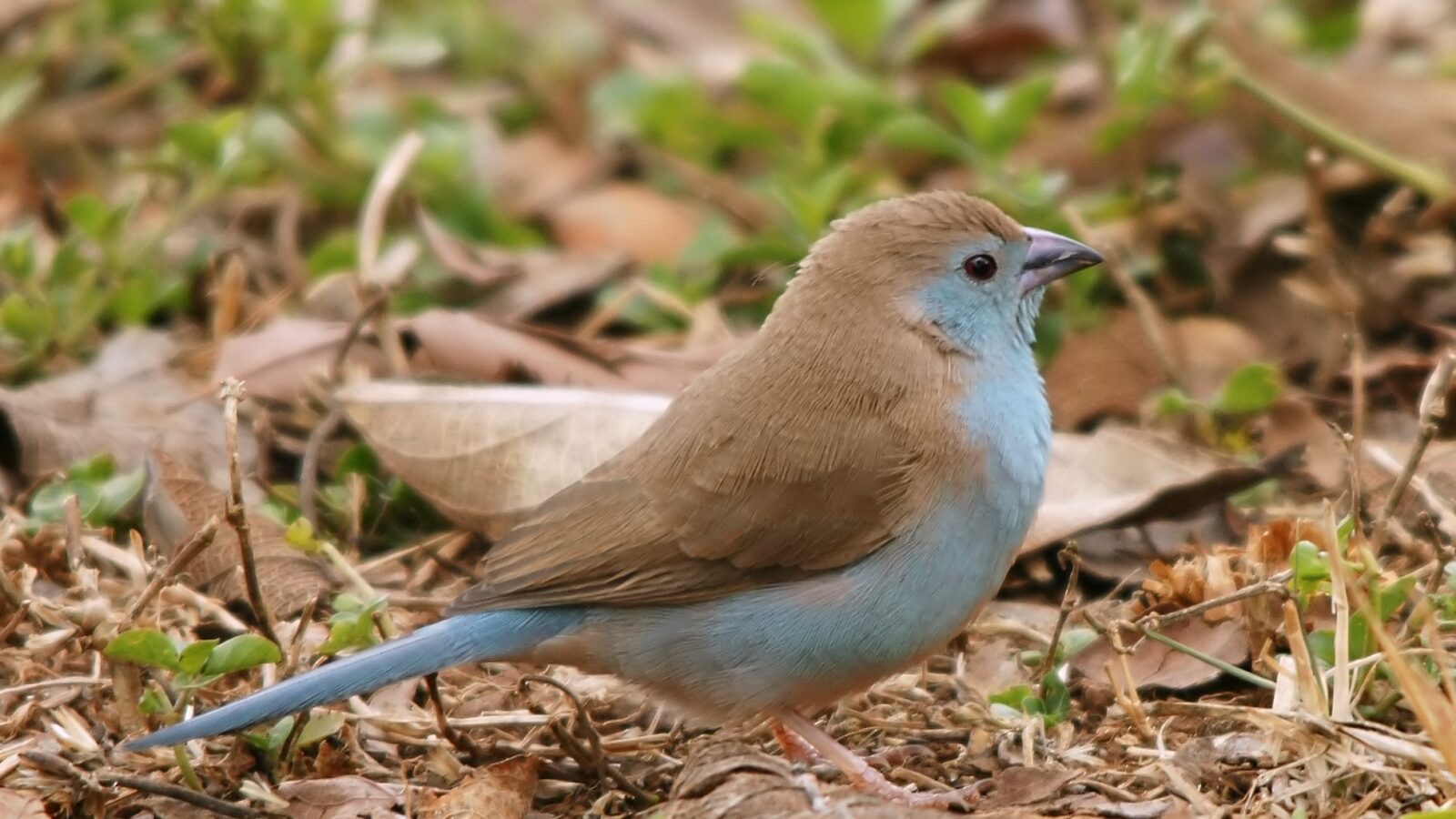 Blue Waxbill