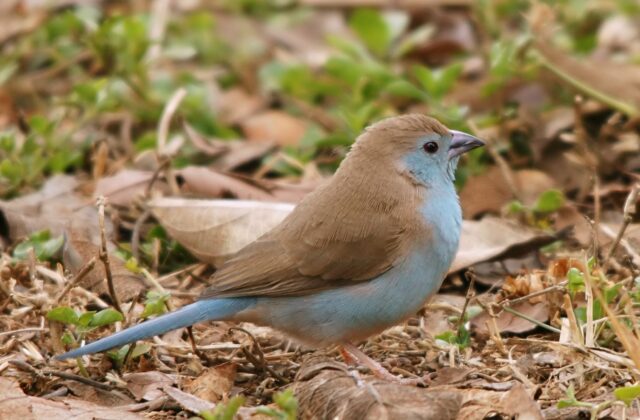 Blue Waxbill