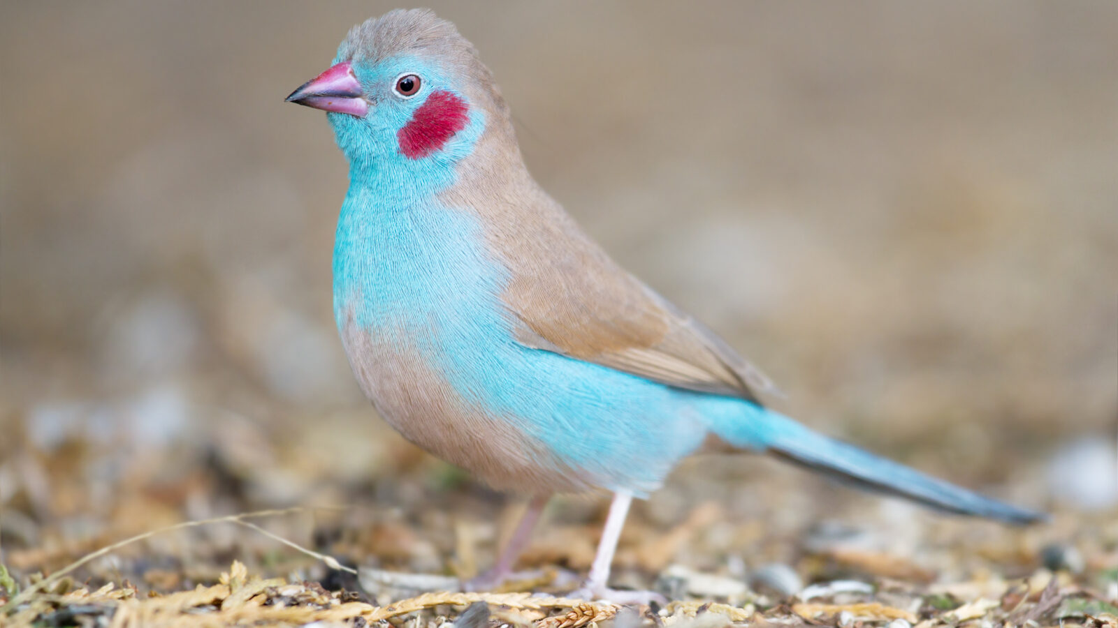 Red-cheeked Cordon-bleu
