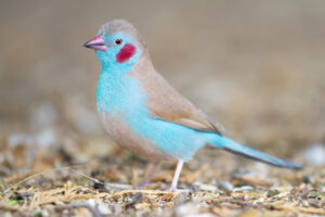 Red-cheeked Cordon-bleu