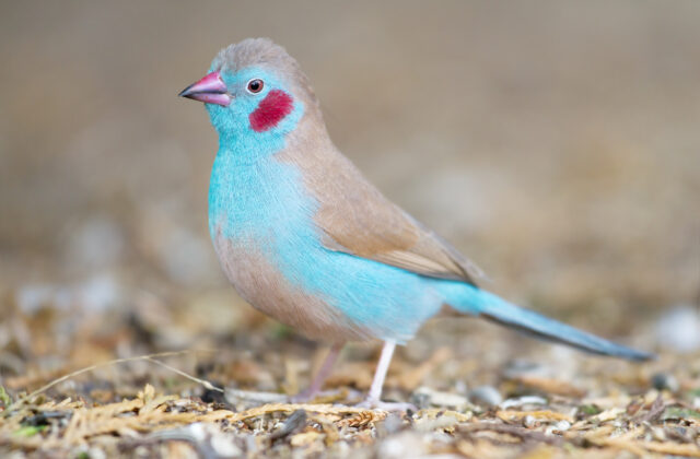 Red-cheeked Cordon-bleu