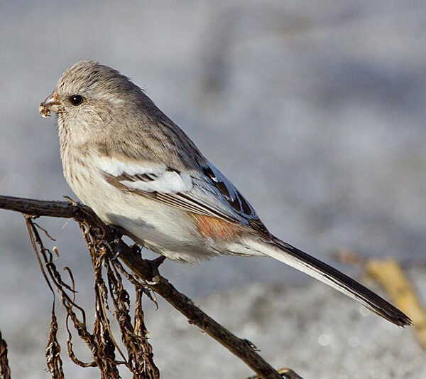 Siberian Long-tailed Rosefinch