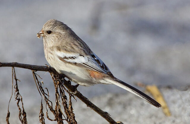 Siberian Long-tailed Rosefinch