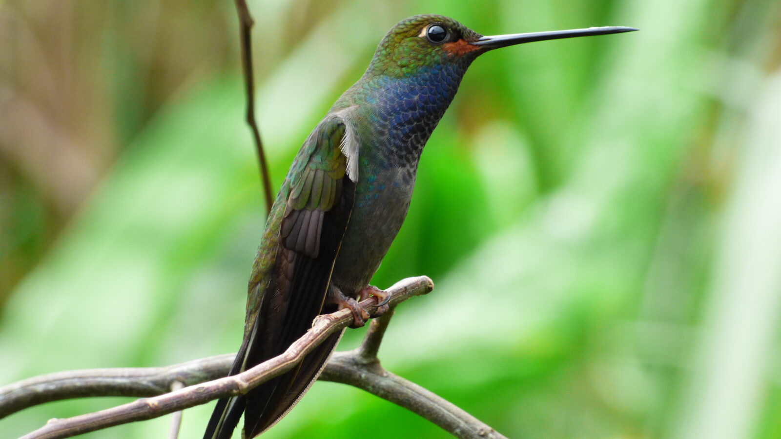 Rufous-gaped Hillstar