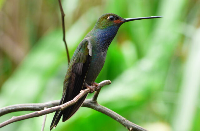 Rufous-gaped Hillstar