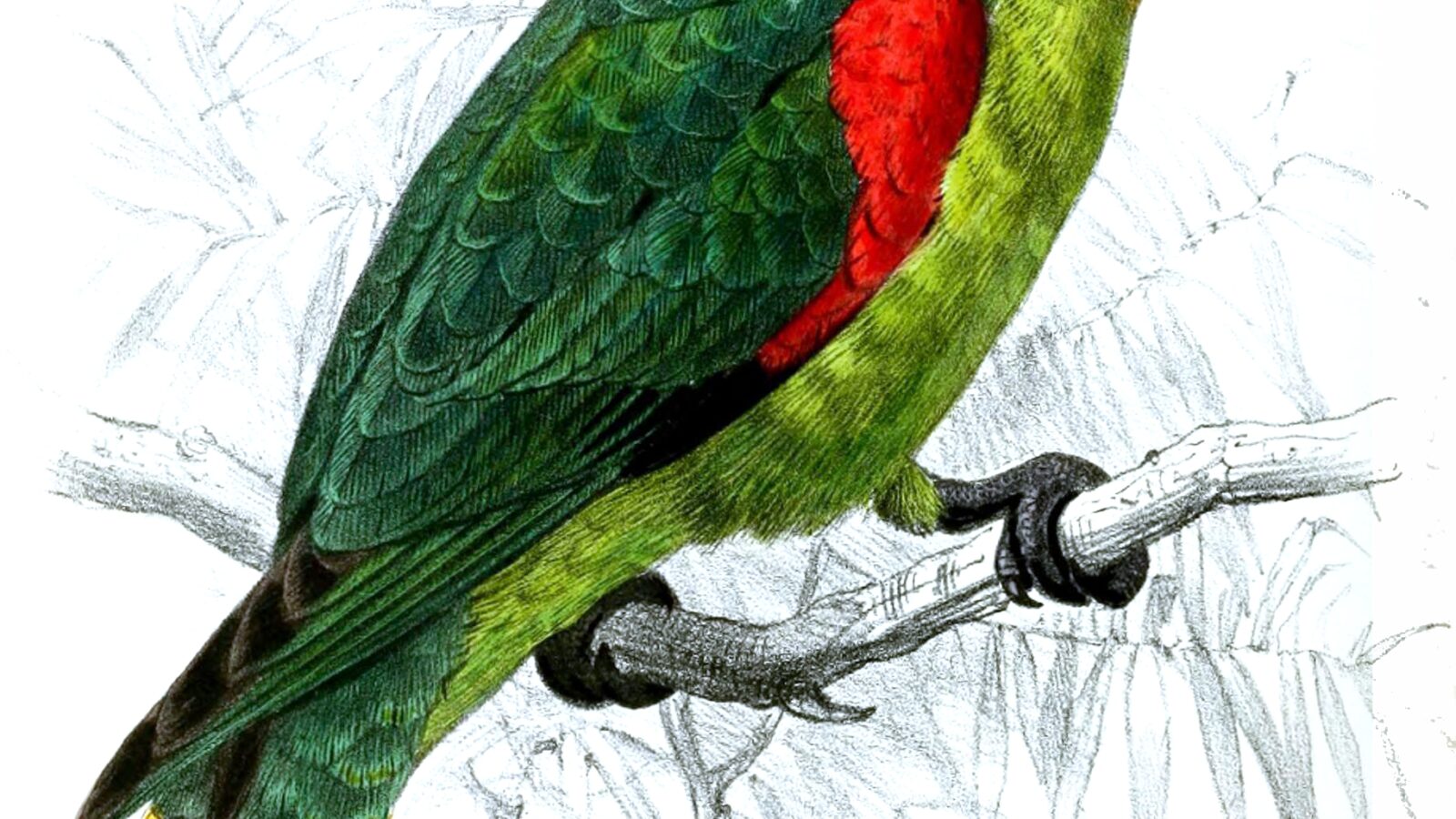 Blue-fronted Parrotlet