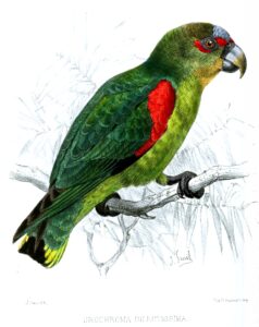 Blue-fronted Parrotlet