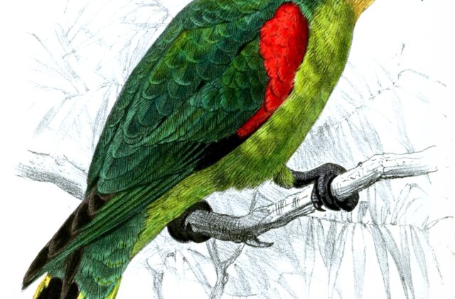 Blue-fronted Parrotlet