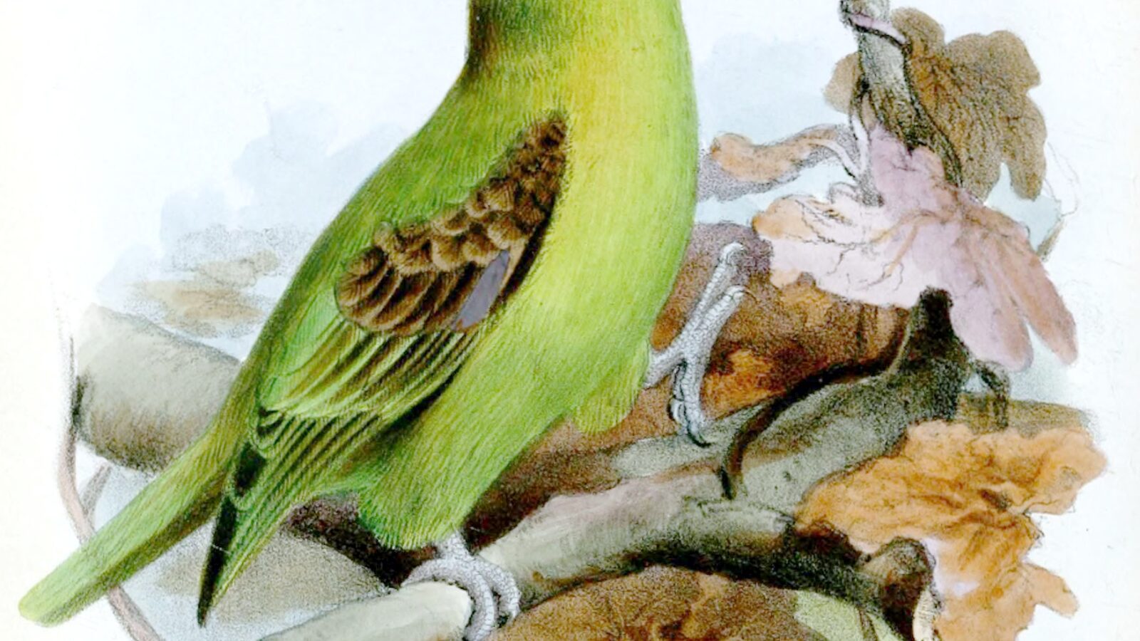 Spot-winged Parrotlet