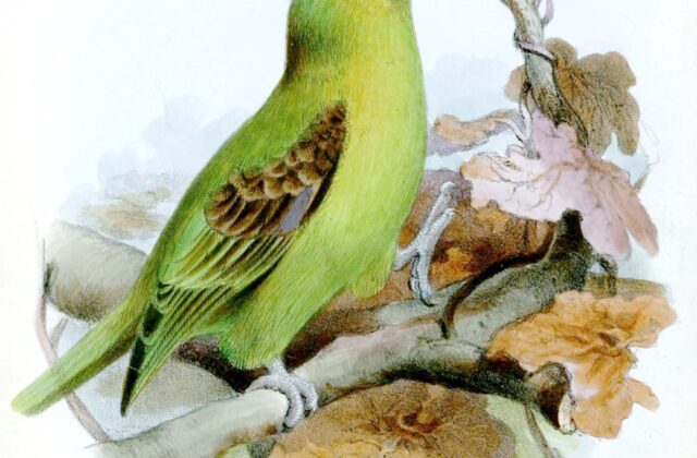 Spot-winged Parrotlet