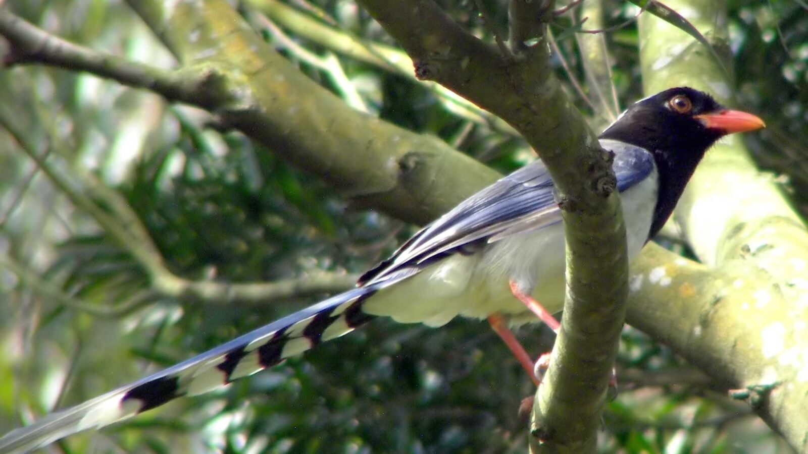 Red-billed Blue Magpie