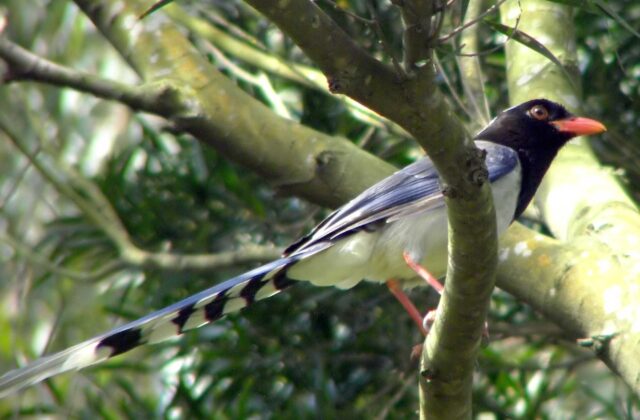 Red-billed Blue Magpie