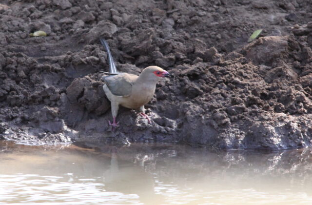 Red-faced Mousebird
