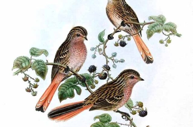 Przevalski’s Finch