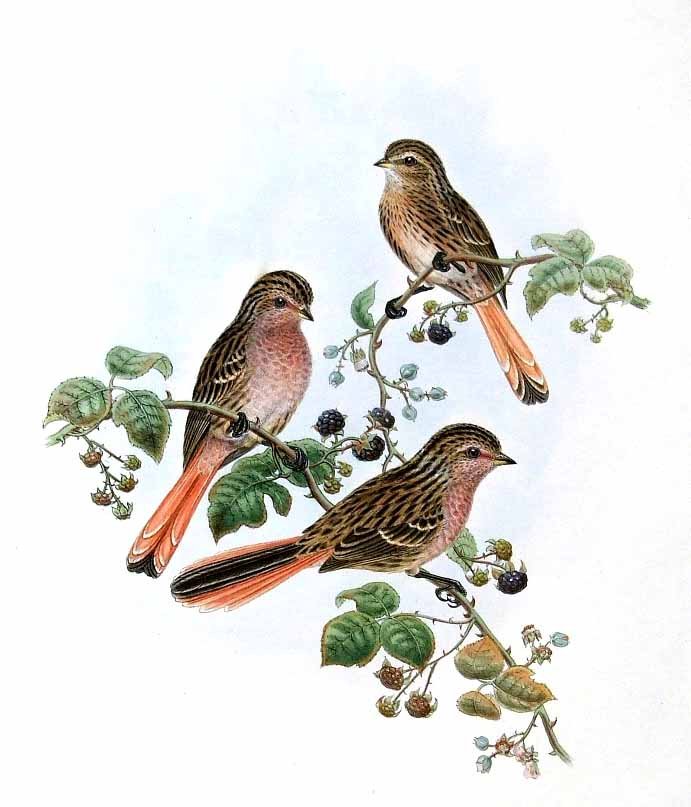 Przevalski’s Finch