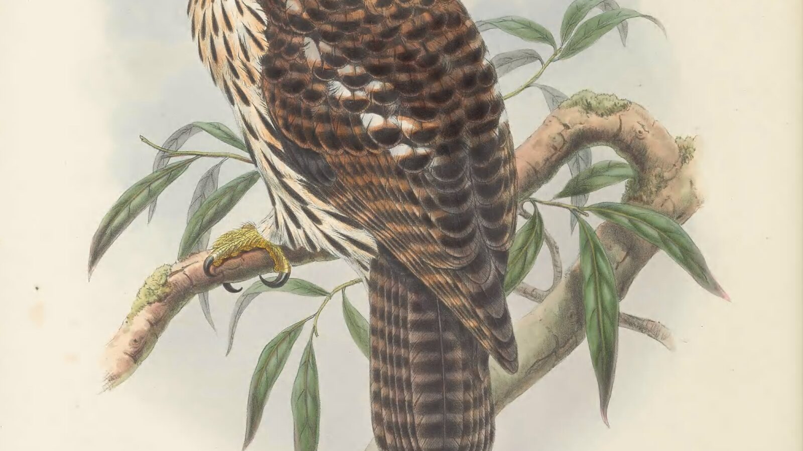 Papuan Hawk-Owl
