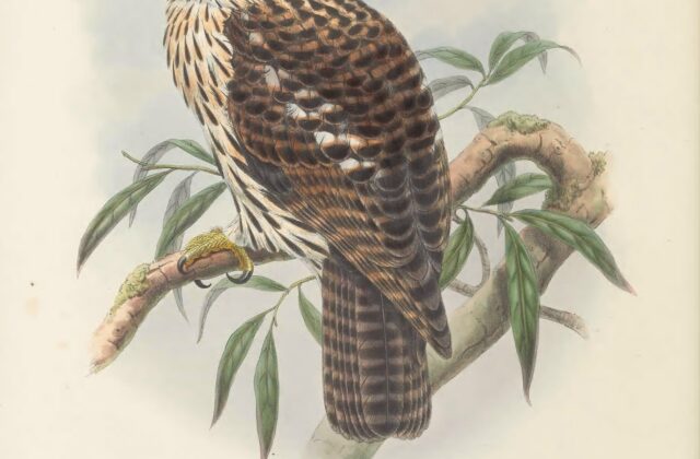 Papuan Hawk-Owl