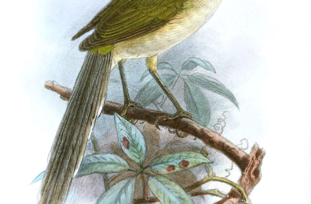 Green Longtail