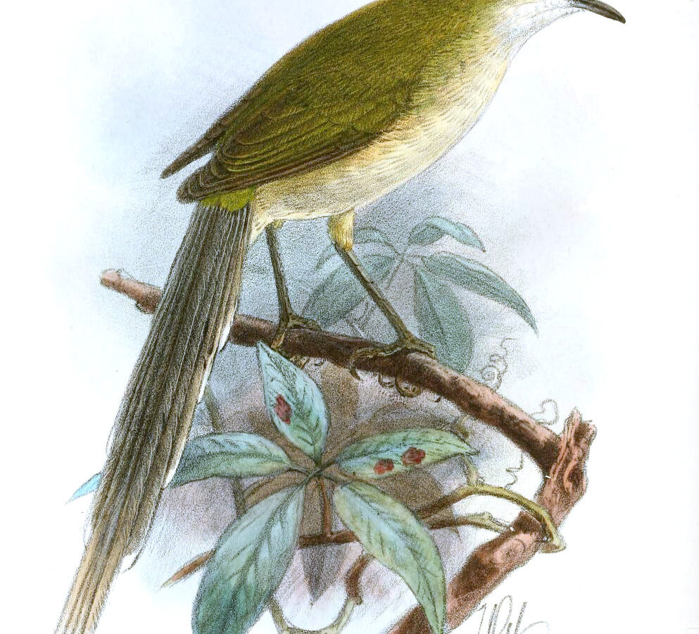 Green Longtail