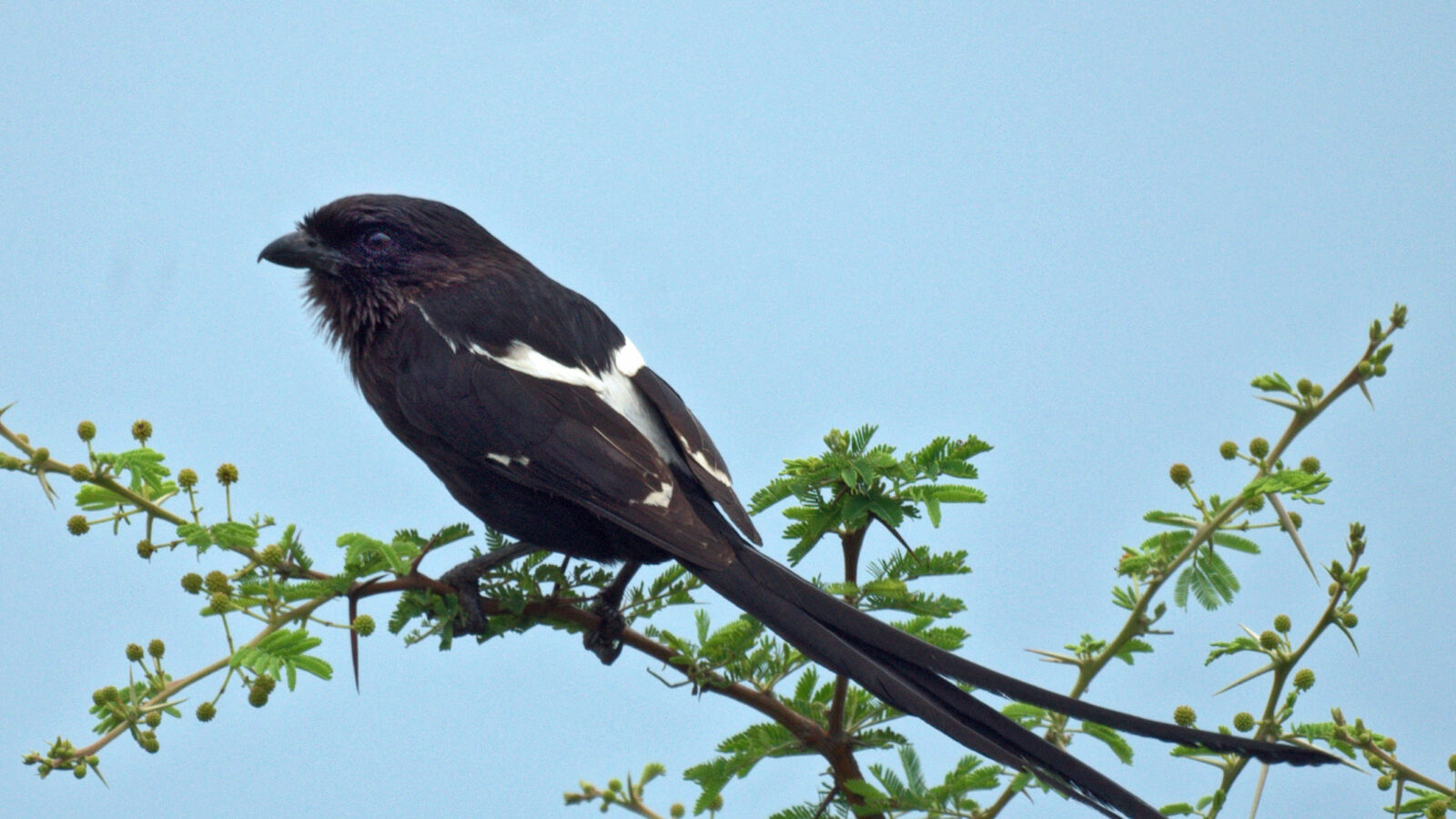 Magpie Shrike