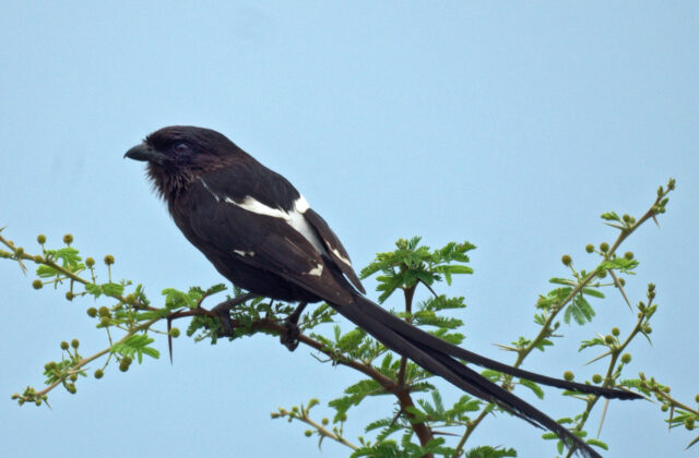 Magpie Shrike