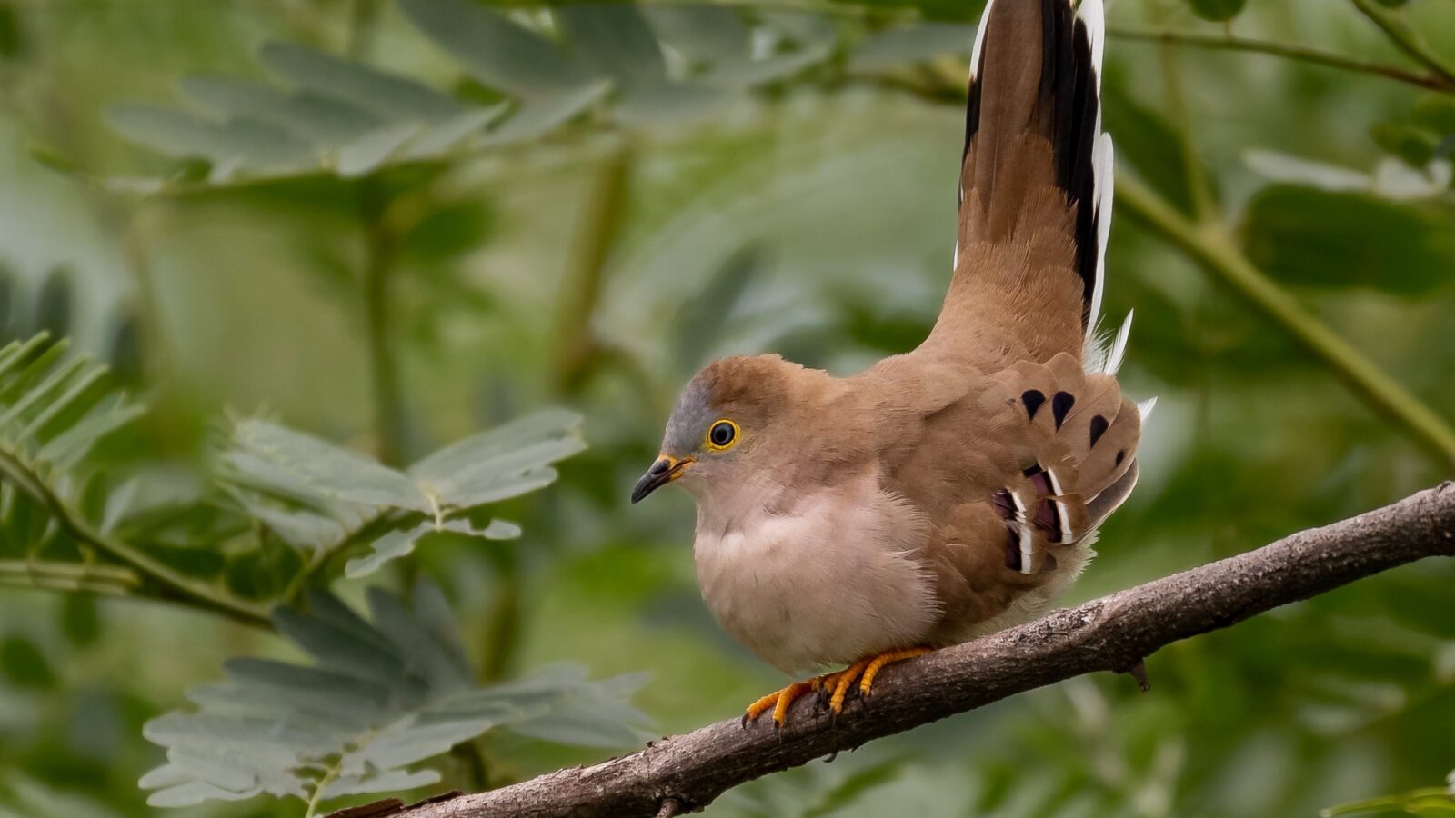 Long-tailed Ground Dove
