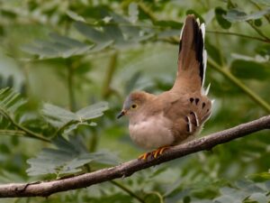 Long-tailed Ground Dove