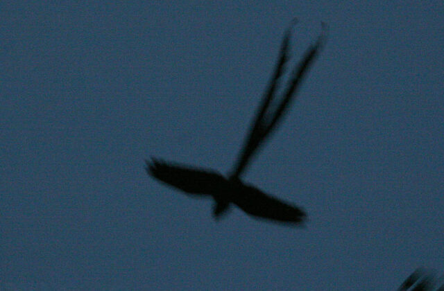 Lyre-tailed Nightjar
