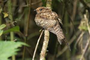 Swallow-tailed Nightjar