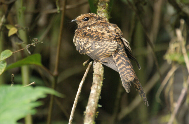 Swallow-tailed Nightjar