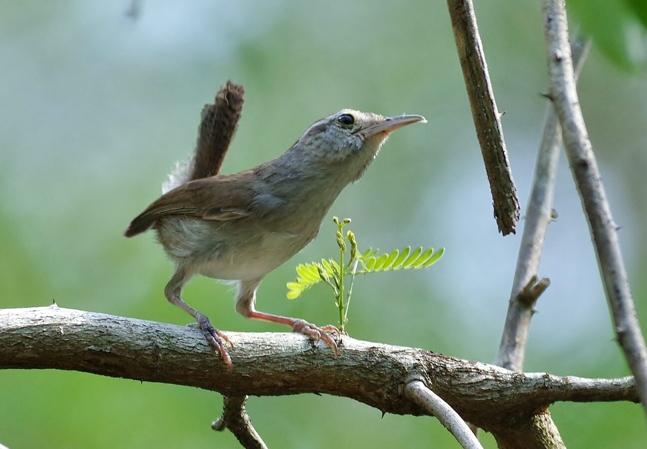 White-bellied Wren
