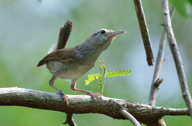 White-bellied Wren