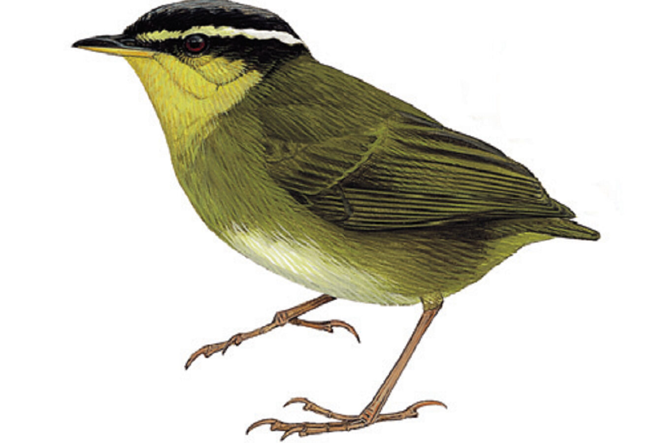 Neumann’s Warbler
