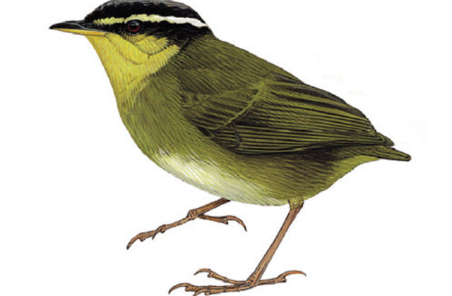 Neumann’s Warbler