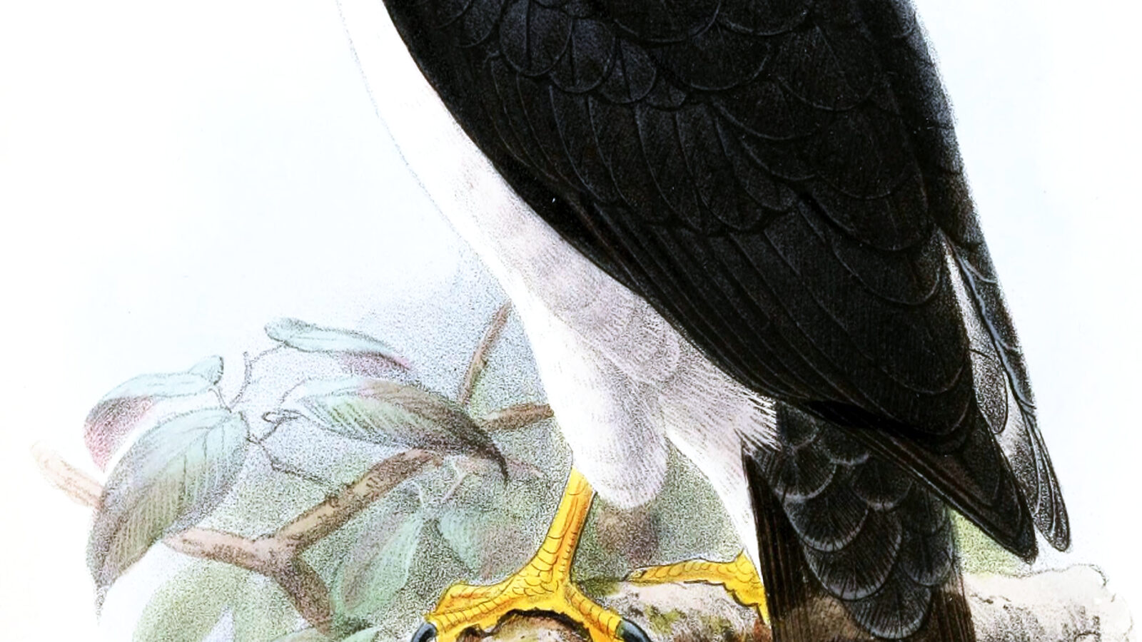 Grey-bellied Hawk
