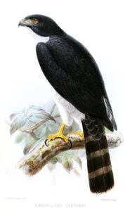 Grey-bellied Hawk