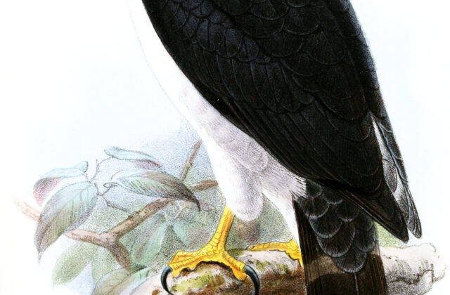 Grey-bellied Hawk