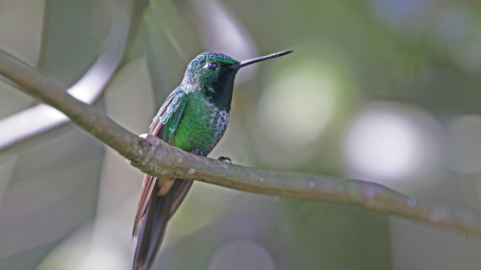 Rufous-vented Whitetip