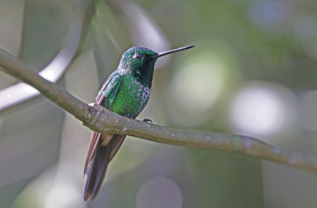 Rufous-vented Whitetip