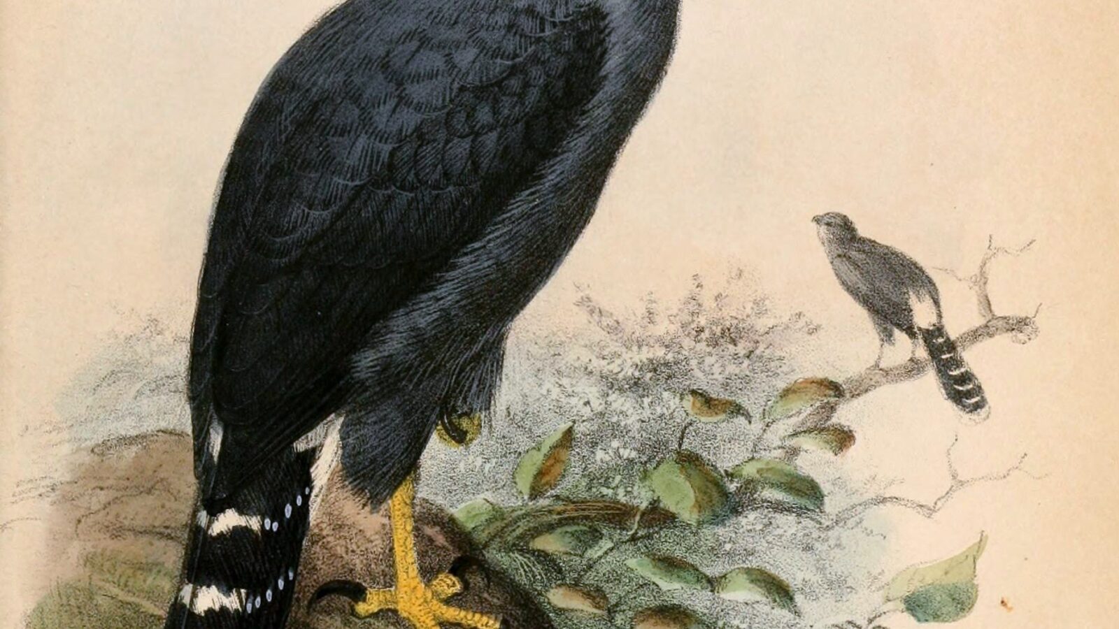 Long-tailed Hawk