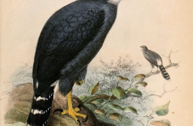 Long-tailed Hawk
