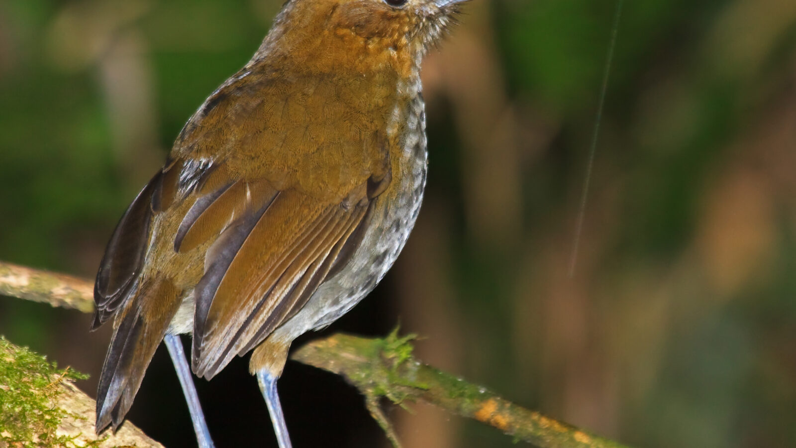 Urrao Antpitta