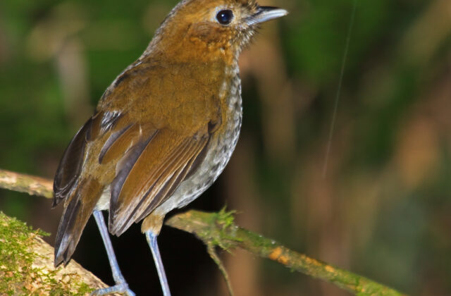 Urrao Antpitta