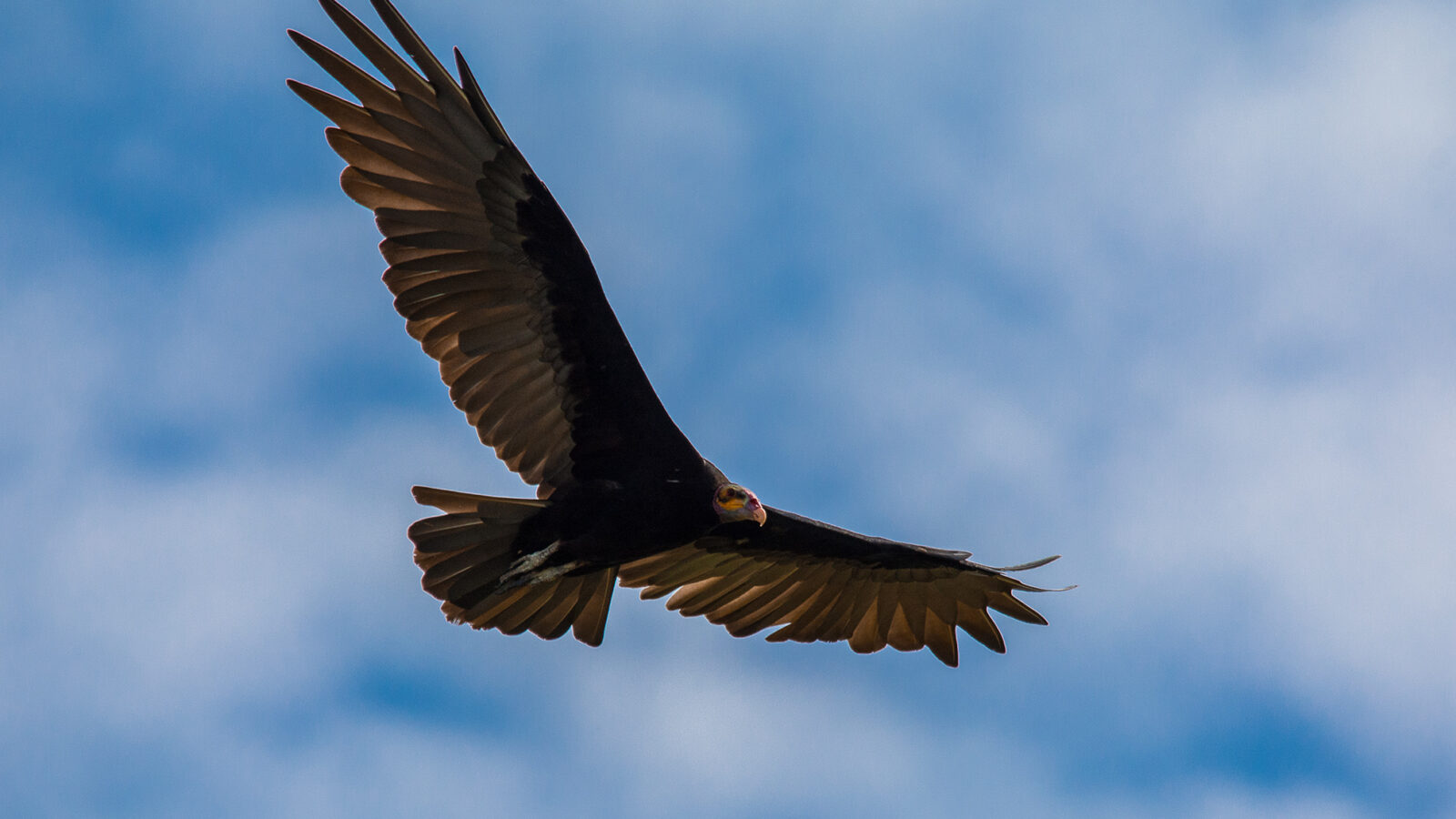 Lesser Yellow-headed Vulture